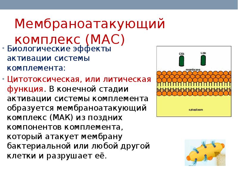 Схема мембраноатакующего комплекса