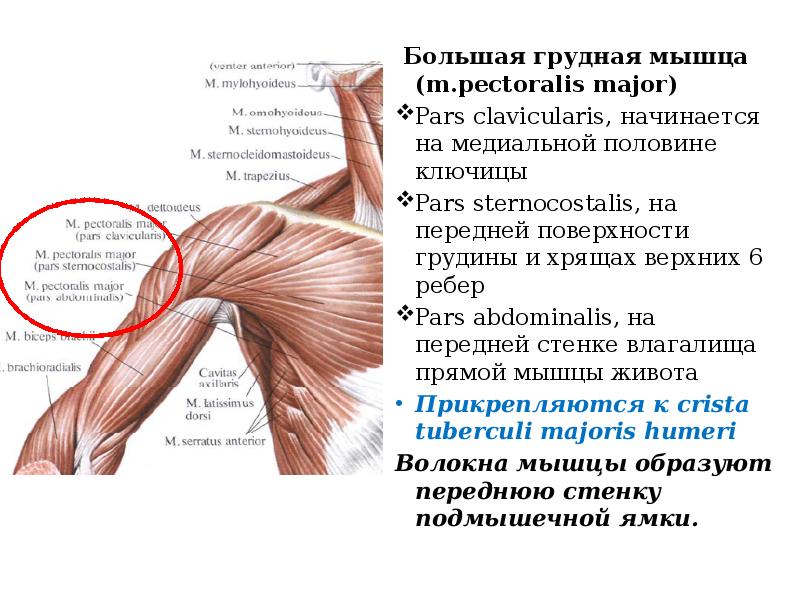 Увеличенные подмышечные лимфоузлы – диагностика причин, лечение в клинике в Москве