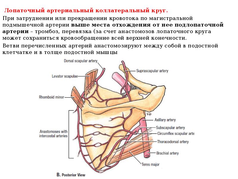 Подмышечная артерия анатомия схема