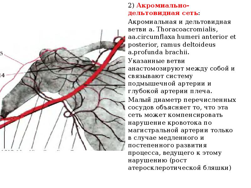 Глубокая артерия плеча проходит