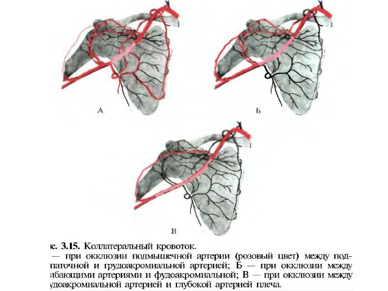 Поперечный распил кисти схема топографическая анатомия