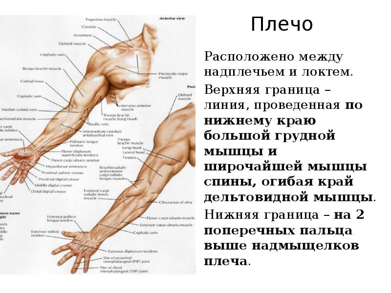 Запястье где находится у человека на руке. Мышцы предплечья топографическая анатомия. Анатомия руки человека. Части верхней конечности человека. Топографическая анатомия плеча.