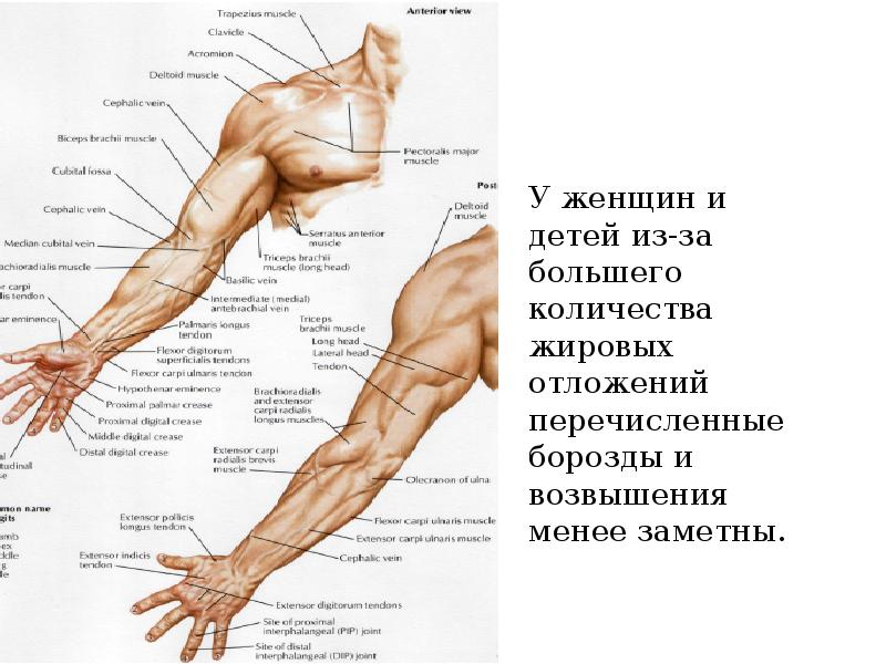 Топографическая анатомия верхней конечности рисунки