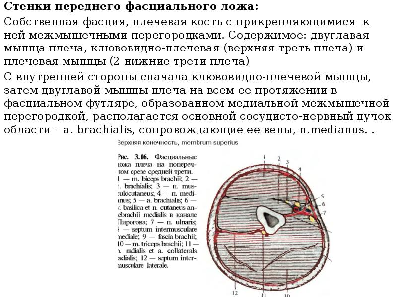 Переднюю стенку срединного ложа кисти составляет