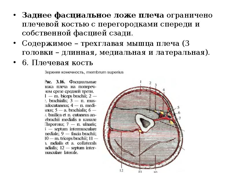 Заднее ложе плеча