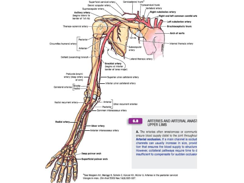 Кровообращение верхней конечности. Топографическая анатомия сосудов и нервов верхней конечности. Кровоснабжение верхней конечности топографическая анатомия. Сосуды верхней конечности топографическая анатомия. Нервы верхней конечности топографическая анатомия таблица.