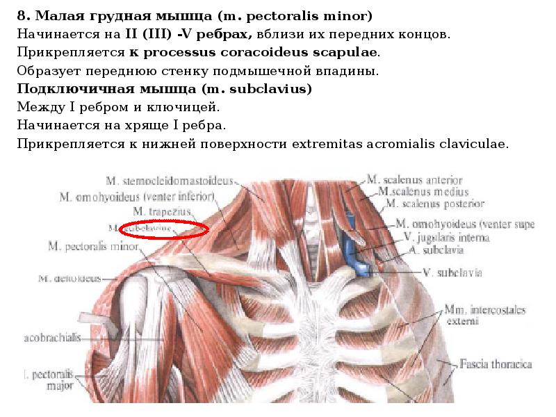 Малая грудная. Малая грудная мышца анатомия и иннервация. Подключичная и малая грудная мышцы. Иннервация малой грудной мышцы. Малая грудная мышца m. pectoralis Minor.