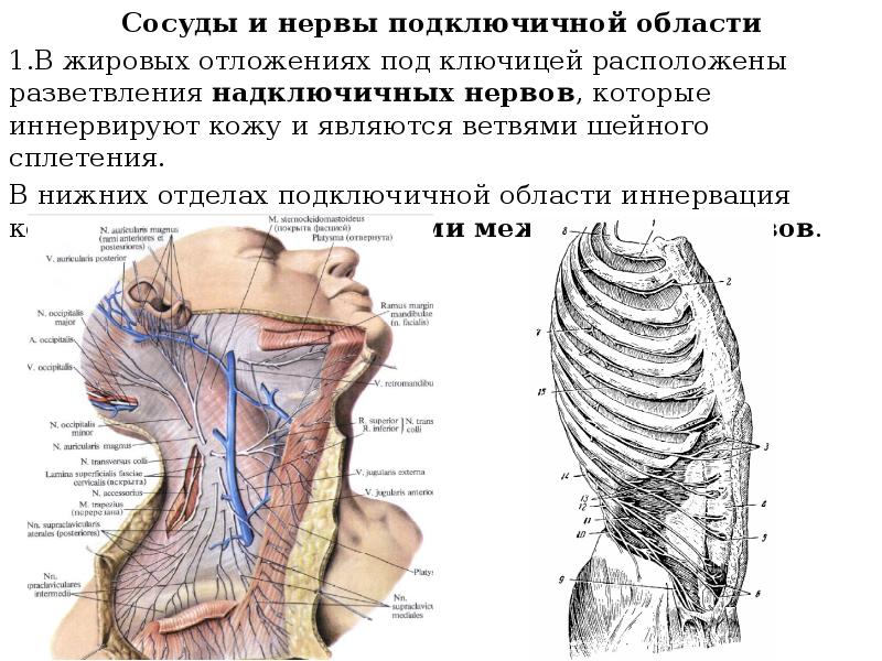 Сосудистый шов топографическая анатомия презентация