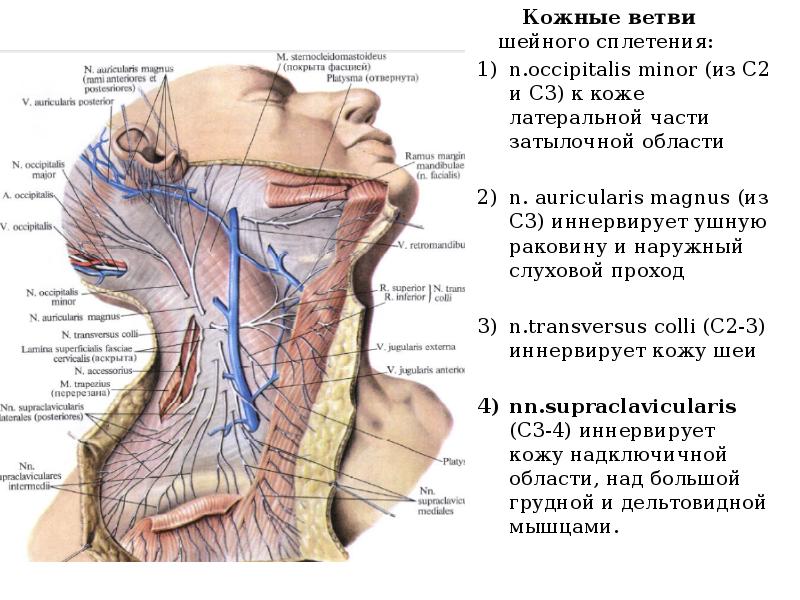 Поперечный нерв шеи. Кожные ветви шейного сплетения. Топография шейного сплетения. Шейное сплетение топографическая анатомия. Шейное сплетение иннервирует.