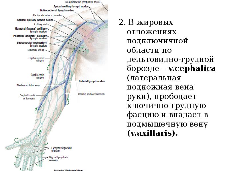 Латеральная подкожная вена руки