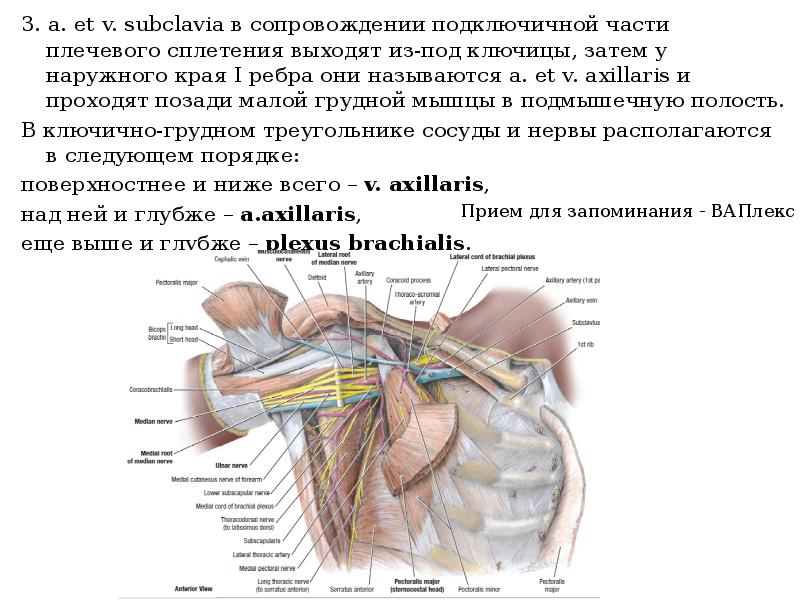 Треугольники груди анатомия