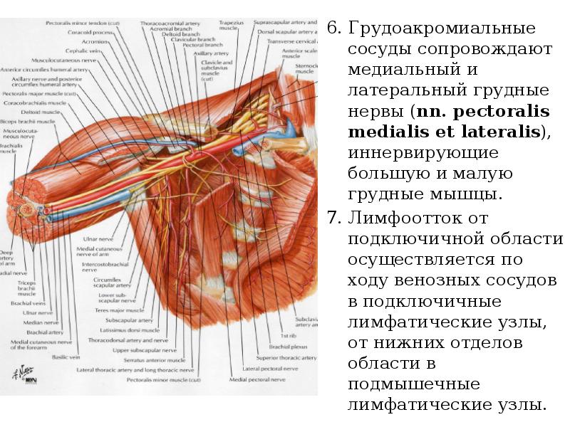 Грудные нервы. Топографическая анатомия сосудов верхней конечности. Подмышечный нерв анатомия топография. Латеральный и медиальный грудной нерв. Аксиллярный нерв анатомия.