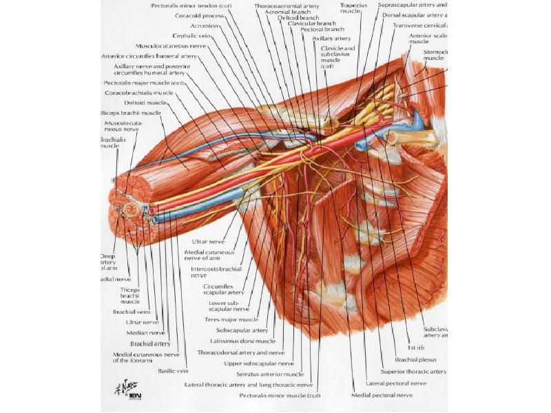 Подмышечная впадина. Топографическая анатомия верхней конечности артерии нервы. Топография подмышечной области топографическая анатомия. Топография верхней конечности анатомия. Подмышечная впадина топографическая анатомия.