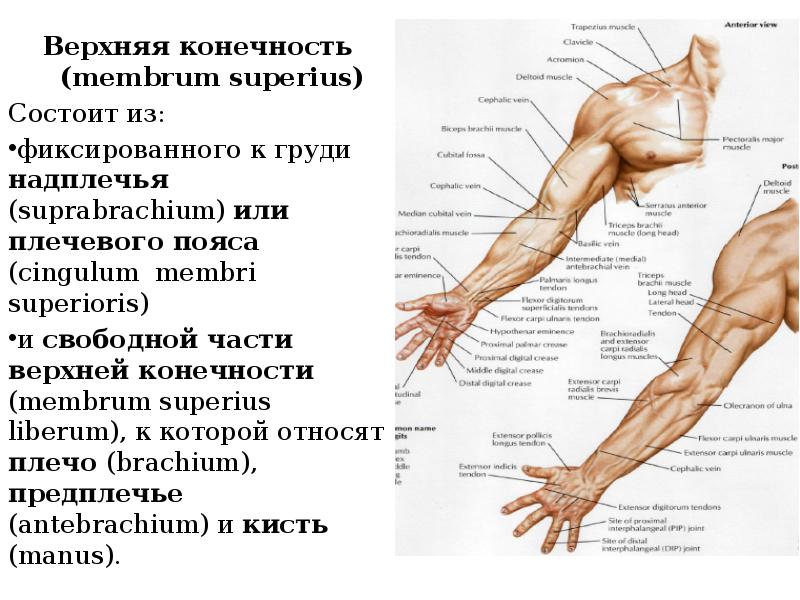 Топографическая анатомия плеча презентация