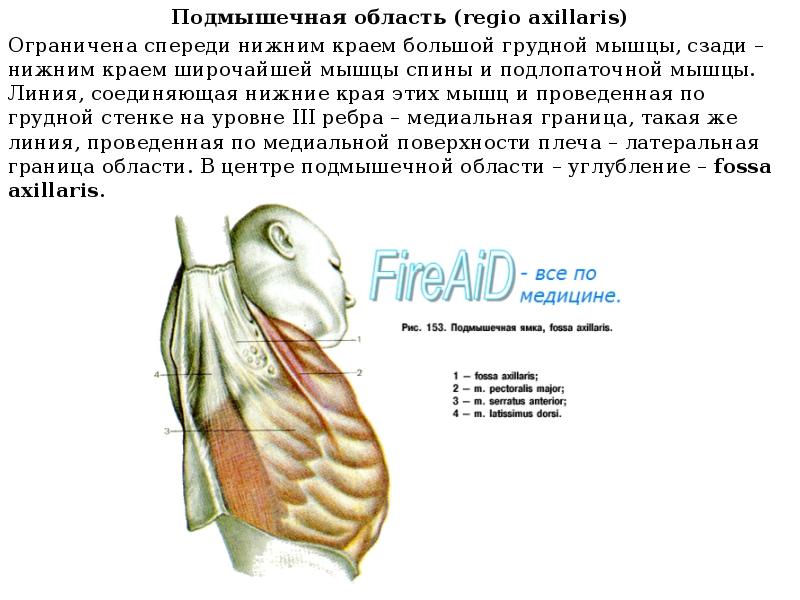 Наружная стенка подмышечной ямки