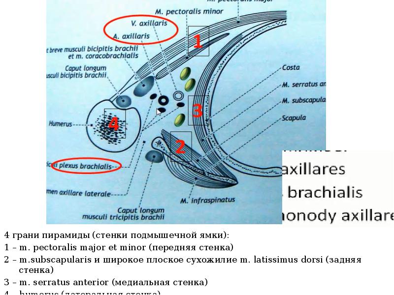 Топография подмышечной области схема