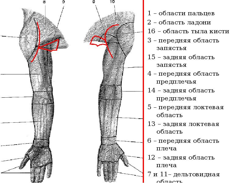 Передняя треть поверхность