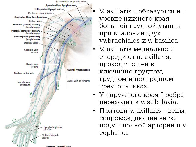 Укажите что образует медиальную стенку cavitas axillaris