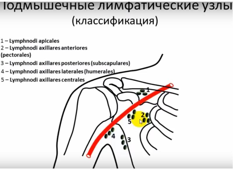 Где лимфоузлы в подмышках схема