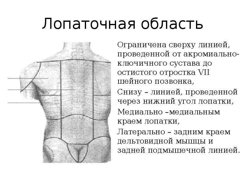 Топография подмышечной области схема