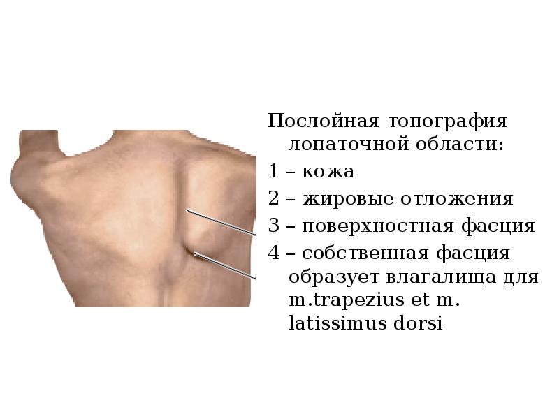 Лопаточная область анатомия. Мышцы лопаточной области топографическая анатомия. Лопаточная область костно-фиброзные ложа. Слои лопаточной области топографическая анатомия. Границы лопаточной области.