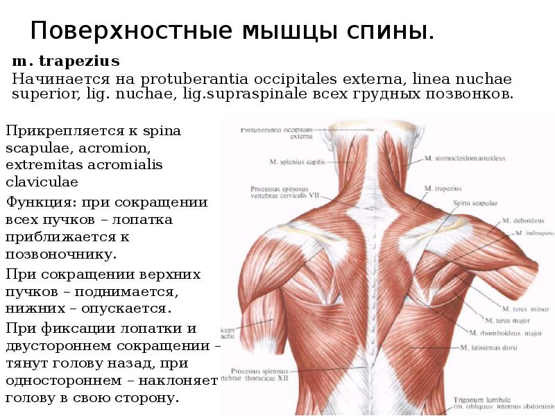 Спина мышцы. Поверхностные мышцы спины анатомия. Мышцы человека спина сзади. Строение мышц шеи и спины сзади. Мышцы спины топография и функции.