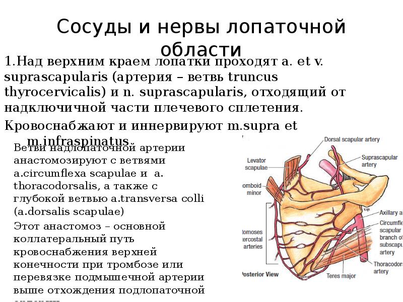 Являться верхний. Сосуды и нервы лопаточной области. Сосуды и нервы лопаточной области топография. Мышцы лопаточной области топографическая анатомия. Сосудисто нервные пучки лопаточной области.