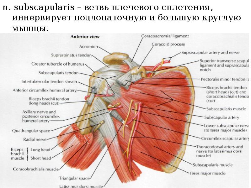 Схема кренлейна брюсовой топографическая анатомия