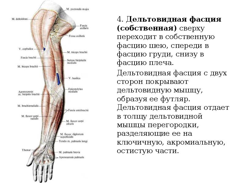 Топографическая анатомия верхней конечности презентация