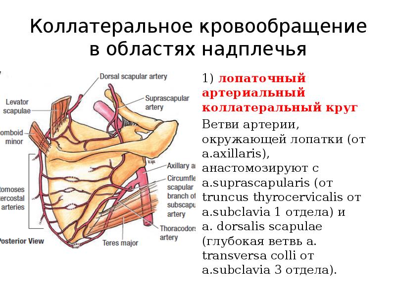 Топографическая анатомия верхней конечности презентация