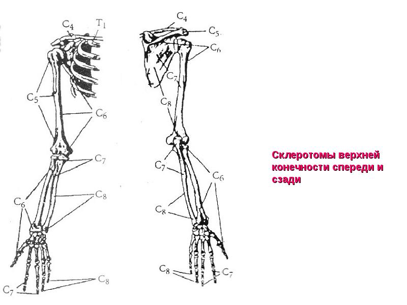 Свободная верхняя конечность. Верхние конечности спереди. Верхняя конечность вид спереди. Верхние конечности вид спереди и сзади. Склеротомы.
