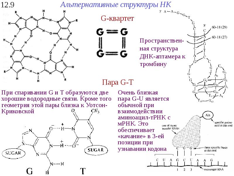 Аминокислота входит в состав днк. Пространственная структура ДНК. ДНК-аптамеры. Пространственная структура. Первичная пространственная структура ДНК.