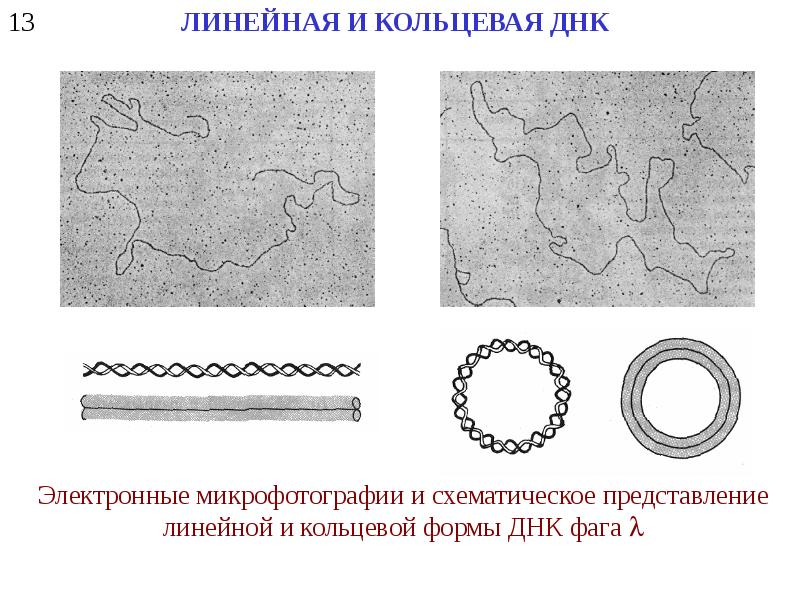 Кольцевая днк. Одноцепочечная Кольцевая ДНК У бактерий. Кольцевая и линейная ДНК. Малые полидисперсные кольцевые и линейные ДНК. Линейчатая и Кольцевая ДНК.