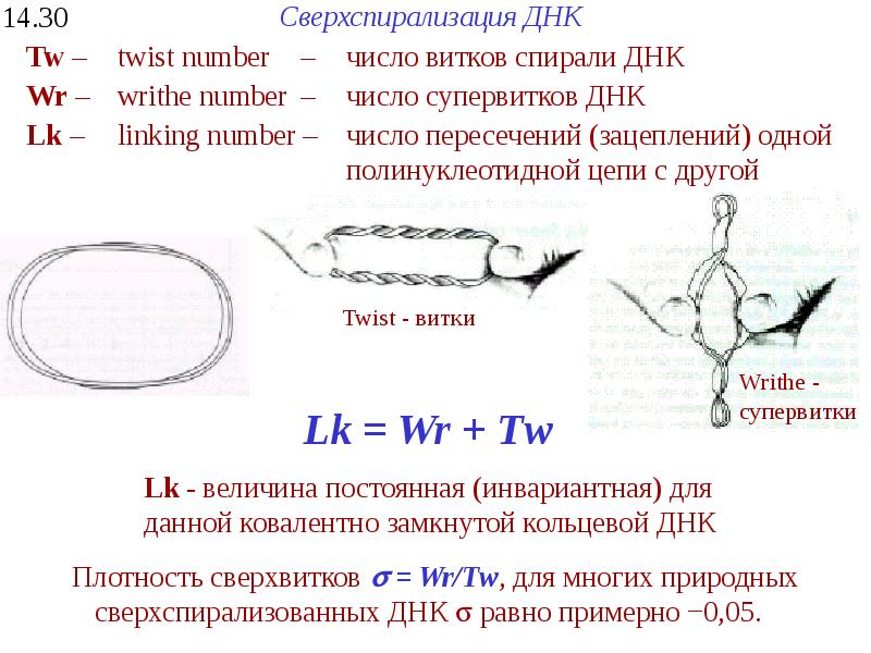 Днк 14. Суперспирализация ДНК. Сверхспирализация ДНК. Супер спераллизация ДНК. Число зацеплений ДНК.