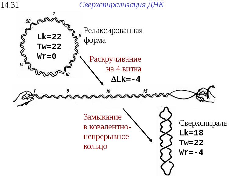 Днк 14. Суперспирализация и топоизомераза. Сверхспирализация ДНК топоизомеразы. Суперспирализация ДНК. Супер спераллизация ДНК.