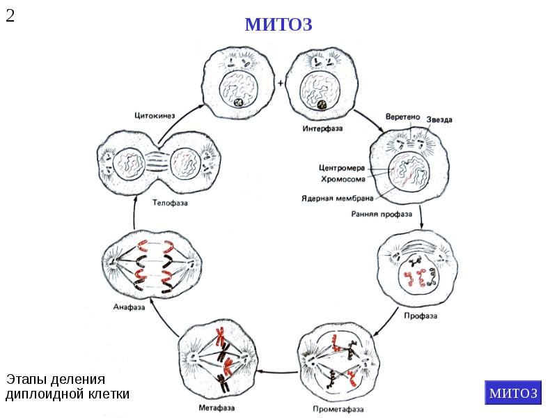 Установите последовательность изменений происходящих с хромосомами. Фазы деления клетки митоз рисунок. Фазы митоза схема. Деление клетки митоз схема деления. Схема митотического деления диплоидной клетки.