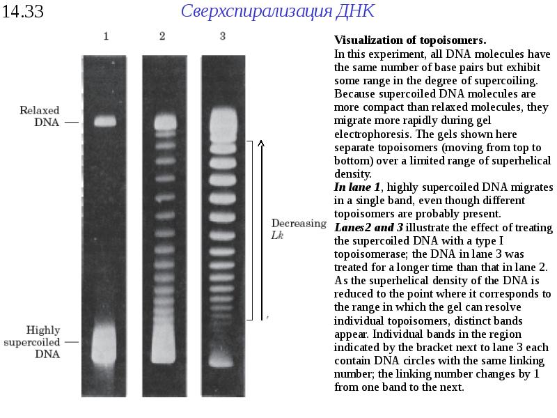 Днк 14. Сверхспециализация ДНК. Сверхспирализация ДНК. Сверхспирализация ДНК И ее значение.. Выделение ДНК банана.