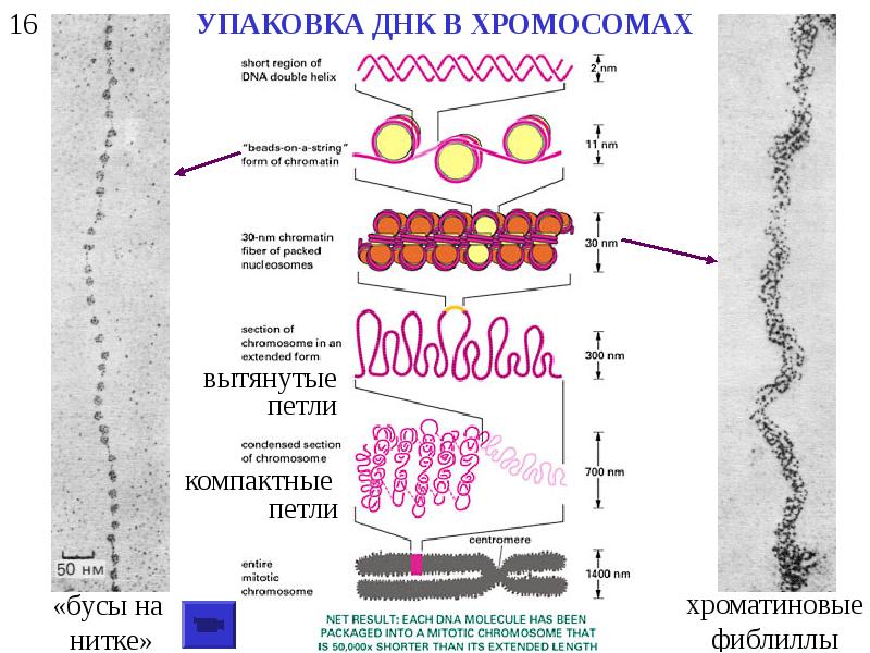 Хромосомы эукариот грибы