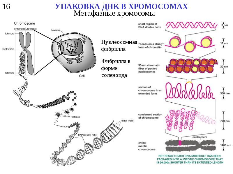 Молекулярная биология схемы