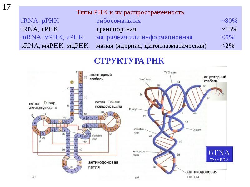 Молекулярная биология картинки