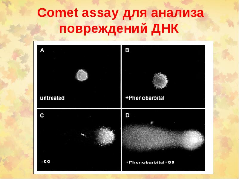 Химический канцерогенез презентация