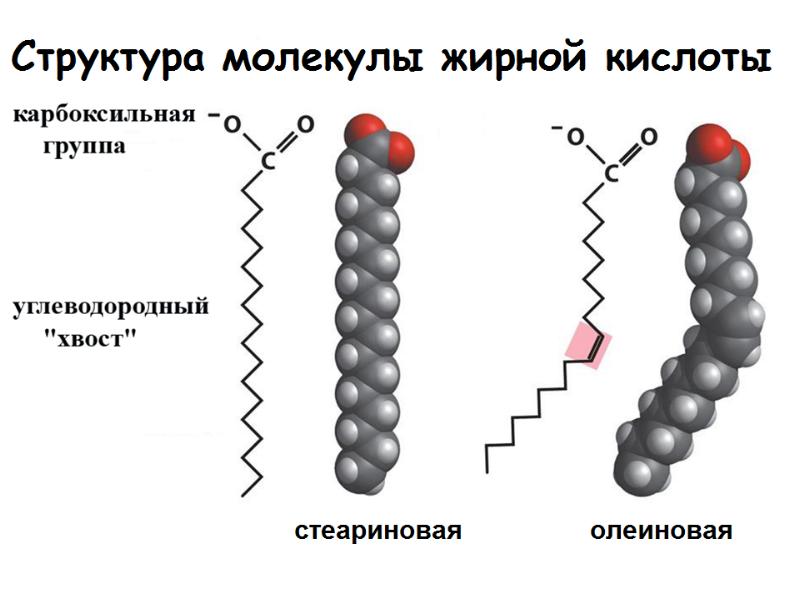 Молекула липида. Структура строения липидов. Липиды состав и строение. Строение молекулы липида. Жиры липиды строение.