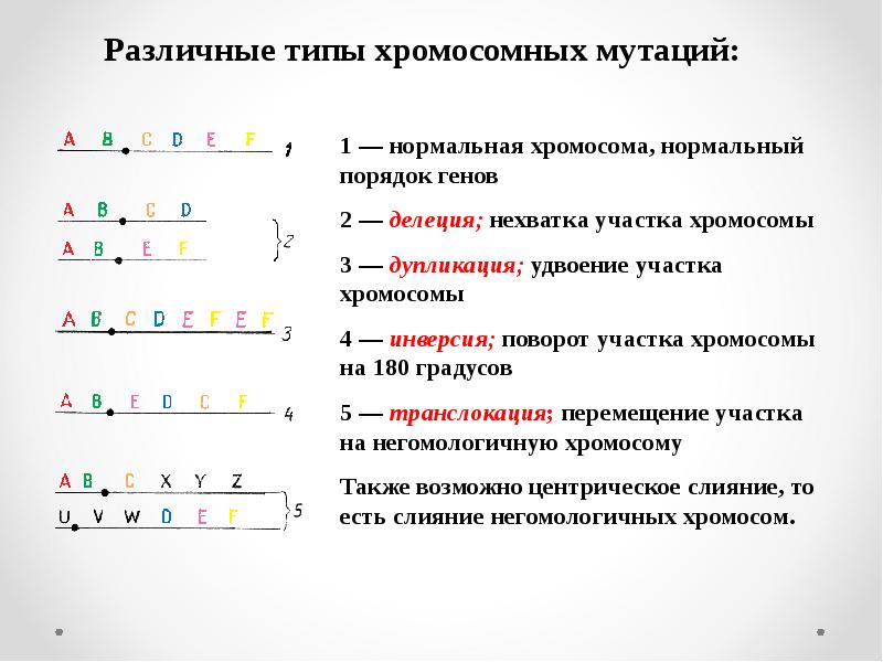 Примеры хромосомных мутаций. Хромосомные мутации схема. Различные типы хромосомных мутаций. Типы хромосомных мутаций схема. Схемы хромосомнвз мциацмй.