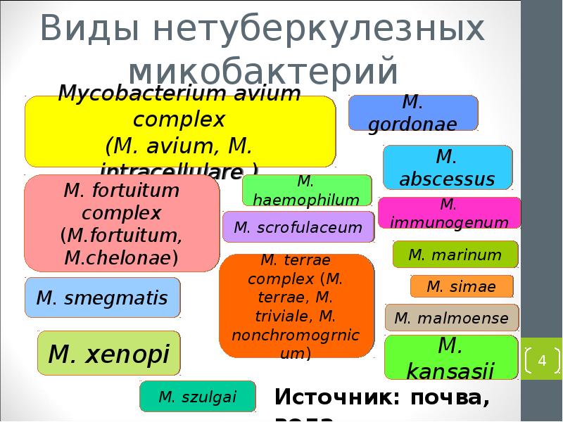 Виды микобактерий