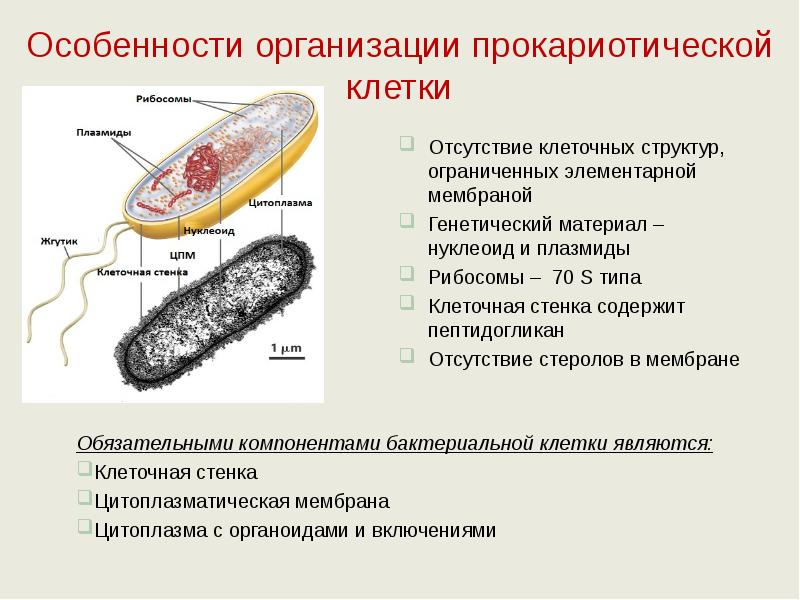 Особенности организации прокариотической клетки Обязательными компонентами бактериальной клетки являются: Клеточная стенка