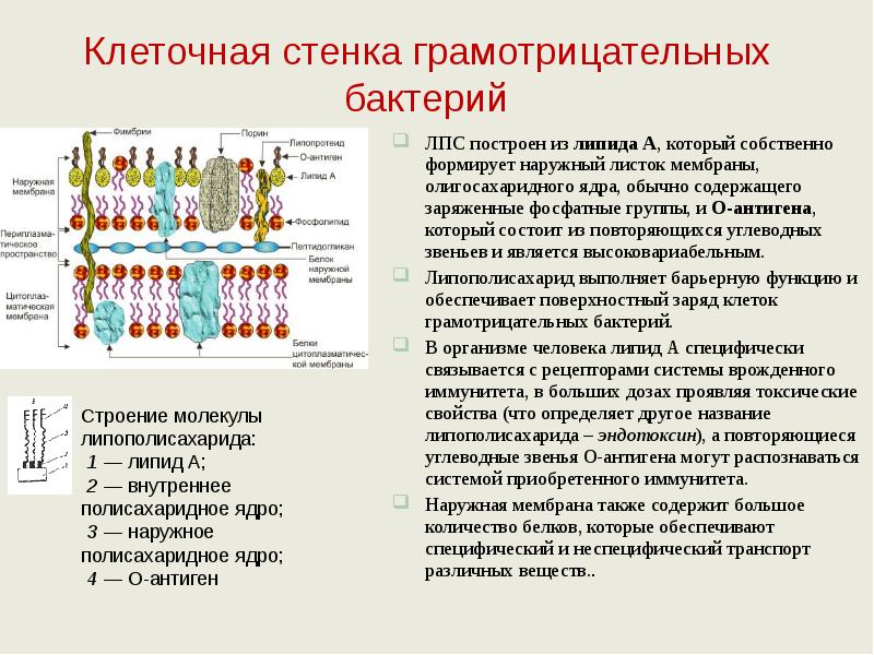 Клеточная стенка бактерий. Состав клеточной стенки грамотрицательных бактерий. Клеточная стенка грамотрицательных бактерий функции. Липополисахарид клеточной стенки грамотрицательных бактерий. Строение клеточной стенки грамотрицательных бактерий.