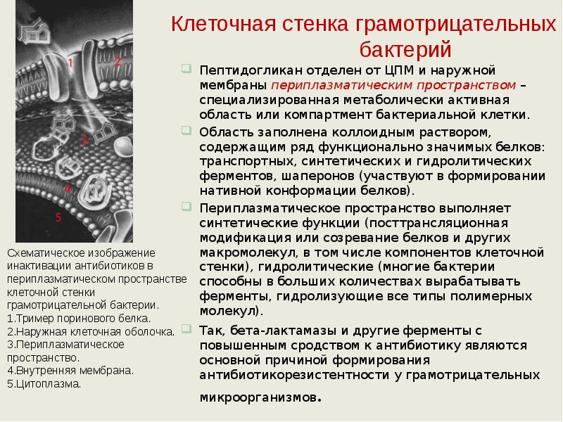 Пептидогликан отделен от ЦПМ и наружной мембраны периплазматическим пространством – специализированная