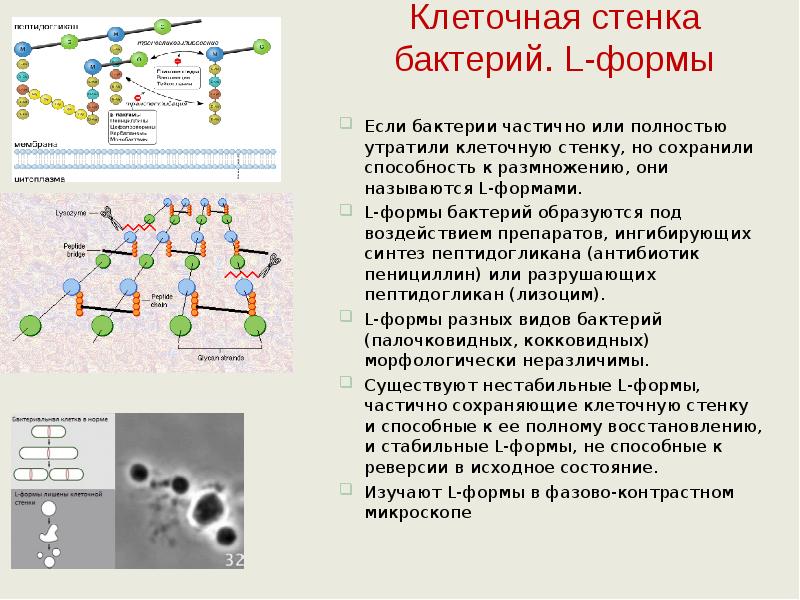 Белком клеточной стенки