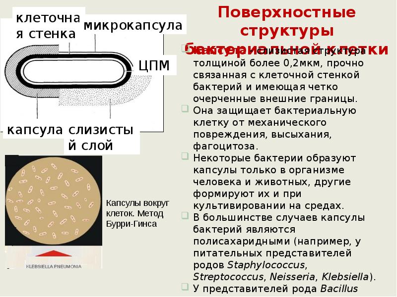 Признаки клетки бактерии