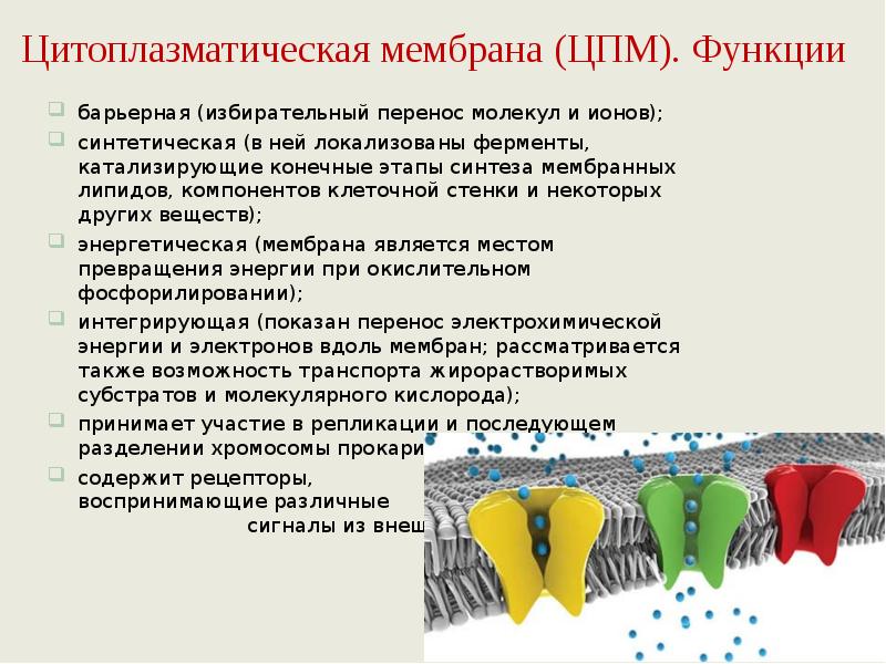 Функции цитоплазматической мембраны